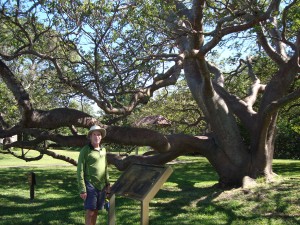 Tourist Tree. Gumbo Limbo